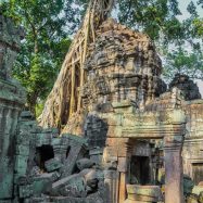 Curry-Competition | Tage 30 & 31: Die Tempel von Angkor | Nr. 209 Ta Prohm
