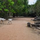 Curry-Competition | Tag 32: Borramy und die Kinder von Angkor | Nr. 81 Banteay Kdei