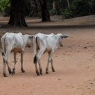 Curry-Competition | Tag 32: Borramy und die Kinder von Angkor | Nr. 82 Banteay Kdei