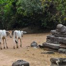 Curry-Competition | Tag 32: Borramy und die Kinder von Angkor | Nr. 83 Banteay Kdei