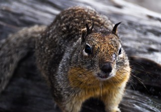  | »Erinnerungen« gewinnt in Kalifornien! | Nr. 2 2012 11 16 14.47.20 edited