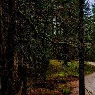 Im fahlen Licht der Sonne scheinen die Äste der Bäume, die mit grünem Moos bewachsen sind, saftig zu leuchten