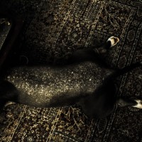 Bücher | Serendipity | Nr. 214 Tag 35: Zu Risiken und Nebenwirkungen …