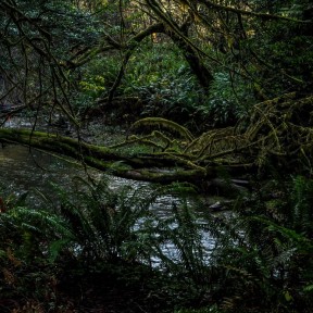 Serendipity – Teil 1 | Tag 45: Im Reich der 1000 Jahre alten Giganten | Nr. 49 2012 12 24 13.16.37