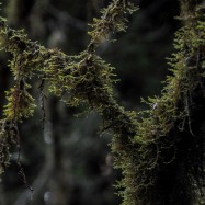 Serendipity – Teil 1 | Tag 45: Im Reich der 1000 Jahre alten Giganten | Nr. 52 2012-12-24 13.37.24