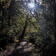 Serendipity – Teil 1 | Tag 45: Im Reich der 1000 Jahre alten Giganten | Nr. 51 2012-12-24 13.46.23