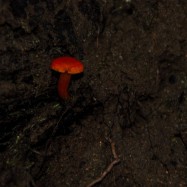 Serendipity – Teil 1 | Tag 45: Im Reich der 1000 Jahre alten Giganten | Nr. 54 2012-12-24 13.51.04