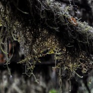 Serendipity – Teil 1 | Tag 45: Im Reich der 1000 Jahre alten Giganten | Nr. 53 2012-12-24 14.04.43