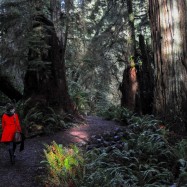 Serendipity – Teil 1 | Tag 45: Im Reich der 1000 Jahre alten Giganten | Nr. 56 2012-12-24 14.06.32