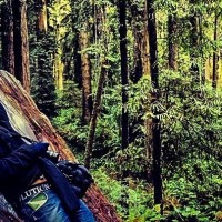 Bücher | Serendipity | Nr. 224 Tag 45: Im Reich der 1000 Jahre alten Giganten