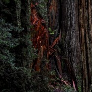 Serendipity – Teil 1 | Tag 45: Im Reich der 1000 Jahre alten Giganten | Nr. 57 2012 12 24 14.17.44