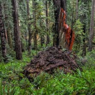 Serendipity – Teil 1 | Tag 45: Im Reich der 1000 Jahre alten Giganten | Nr. 58 2012 12 24 14.18.38