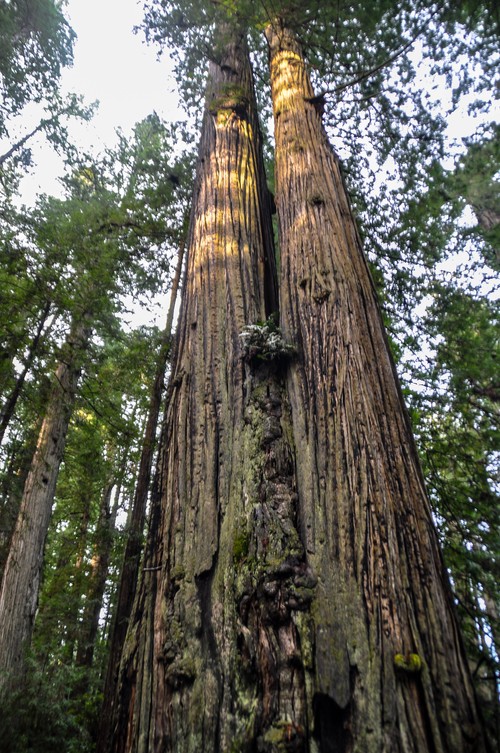 Serendipity – Teil 1 | Tag 45: Im Reich der 1000 Jahre alten Giganten | Nr. 60 2012 12 24 14.21.17