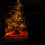 Serendipity – Teil 1 | Tag 45: Im Reich der 1000 Jahre alten Giganten | Nr. 74 Connors schicker Weihnachtsbaum … nicht ganz so mächtig wie die Redwoods