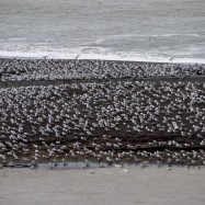 Serendipity – Teil 1 | Tag 46: They Call Him Tyrone | Nr. 9 2012 12 25 10.50.29