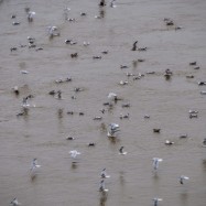 Serendipity – Teil 1 | Tag 46: They Call Him Tyrone | Nr. 10 2012 12 25 10.50.35