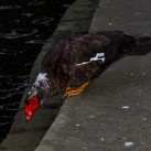 … oder eben Muscovy Duck.