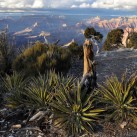 Serendipity – Teil 2 | Tag 79: Der Grand Canyon – das größte Gemälde der Welt | Nr. 341 2013 01 27 17.02.27