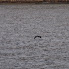 Serendipity – Teil 2 | Tag 85: Der mit den Seelöwen tanzt | Nr. 25 2013 02 02 10.25.22