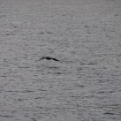 Serendipity – Teil 2 | Tag 85: Der mit den Seelöwen tanzt | Nr. 26 2013 02 02 10.25.23