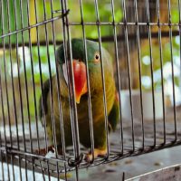 Bücher | Curry-Competition | Nr. 128 Tag 43: Elektrolyte und der Umzug ins Giant