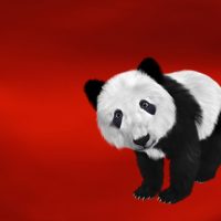 Bücher | Curry-Competition | Nr. 127 Tag 42: Fieber, Red Shirts, Hell’s Angels und Pandapolizisten