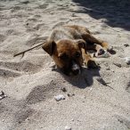 Anarchistenherz | Tag 15: Friede, Freude und ein Hauch von Anarchie | Nr. 4 2007 02 21 10.18.48 edited