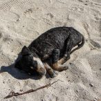 Anarchistenherz | Tag 15: Friede, Freude und ein Hauch von Anarchie | Nr. 5 2007 02 21 10.21.20 edited