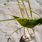 Anarchistenherz | Tag 15: Friede, Freude und ein Hauch von Anarchie | Nr. 16 2007 02 21 14.19.28 edited